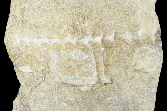 Archimedes Screw Bryozoan Fossil - Alabama #178224